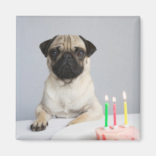 Imán Pug de cumpleaños (Frente)