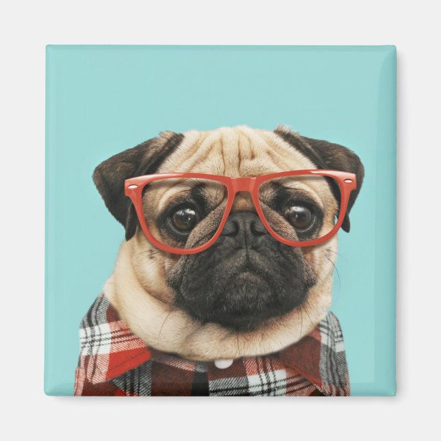 Imán Pug de la camiseta cubierta (Frente)
