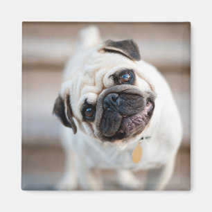 Imán Pug Head Tilt