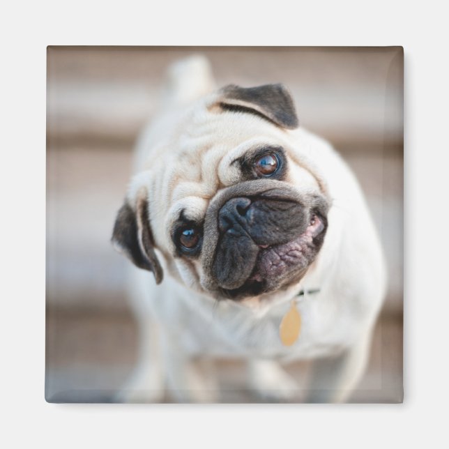 Imán Pug Head Tilt (Frente)