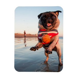 Imán Pug jugando a pelota en la playa
