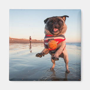 Imán Pug jugando a pelota en la playa
