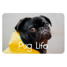 "Pug Life", imagen totalmente editable