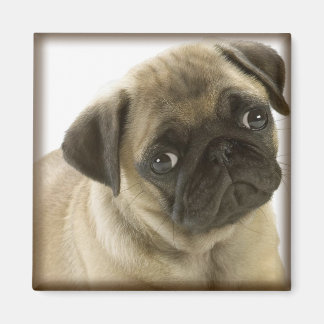 Imán Pug Magnet