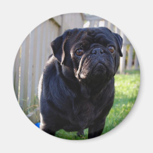 Imán Pug Magnet