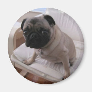 Imán Pug Magnet Machi