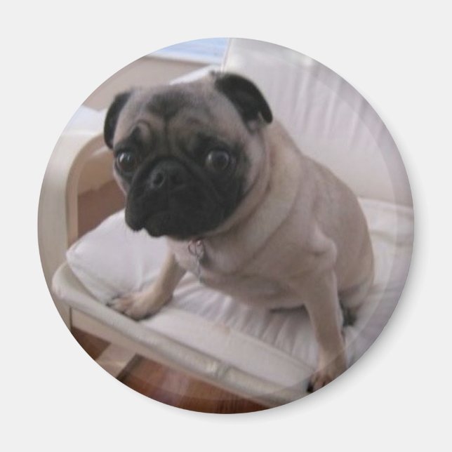 Imán Pug Magnet Machi (Frente)