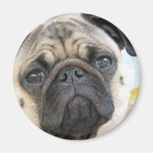Imán Pug Me
