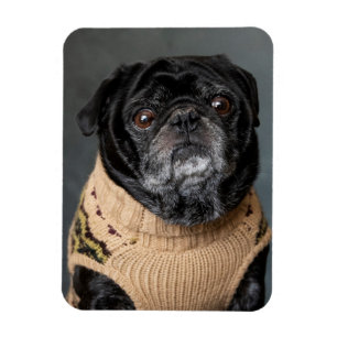 Imán Pug negro adorable en un suéter