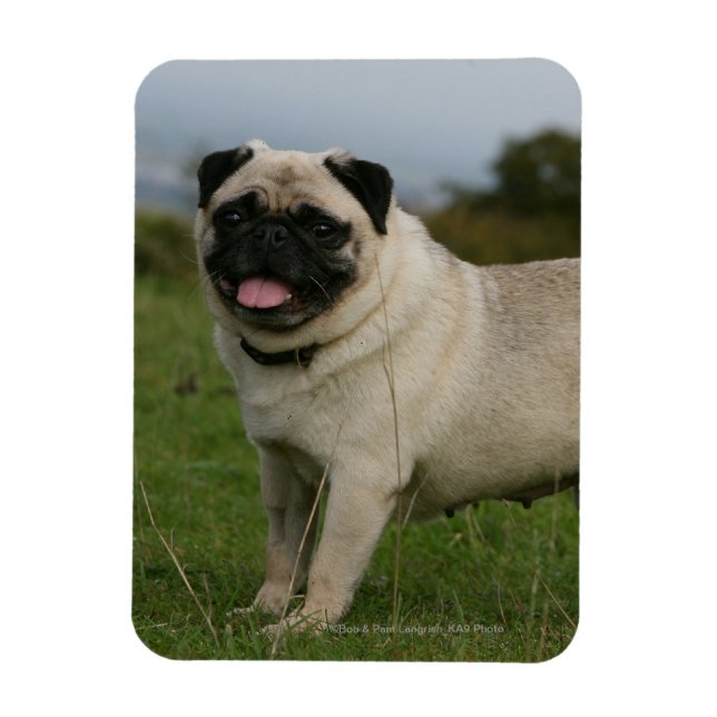 Imán Pug Panting (Vertical)