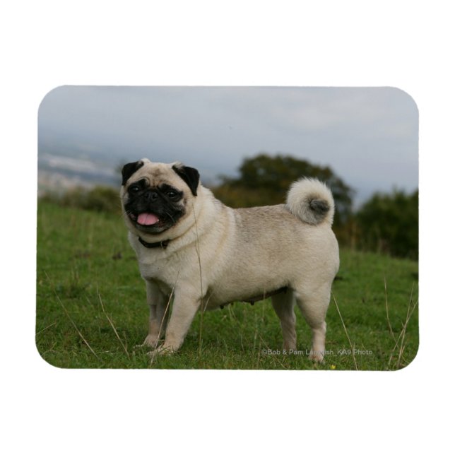 Imán Pug Panting (Horizontal)