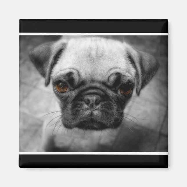 Imán Pug Pup (Frente)