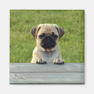 Imán Pug Pup
