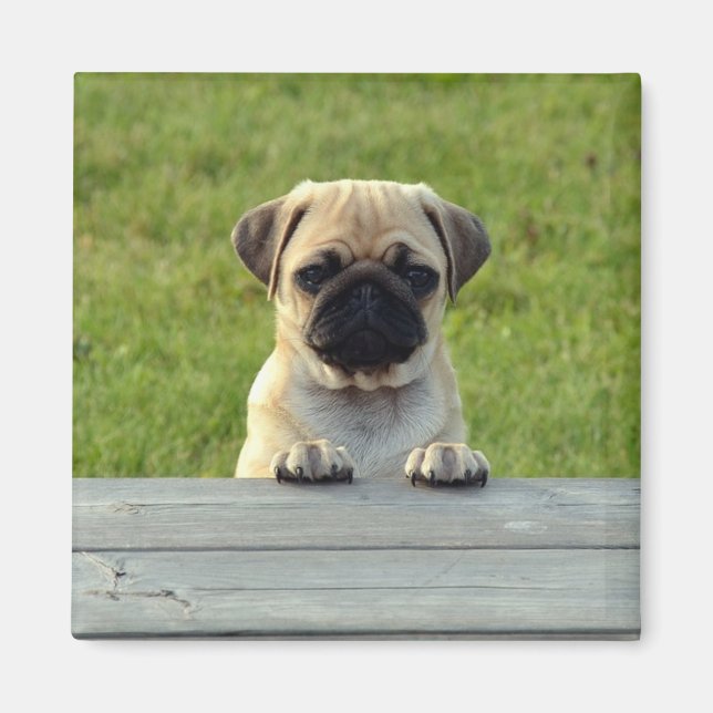 Imán Pug Pup (Frente)