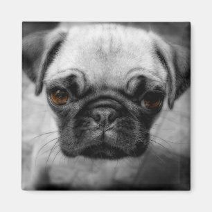 Imán Pug Pup