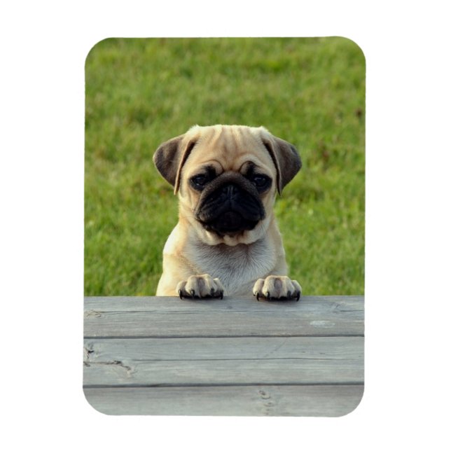 Imán Pug Pup Photo (Vertical)
