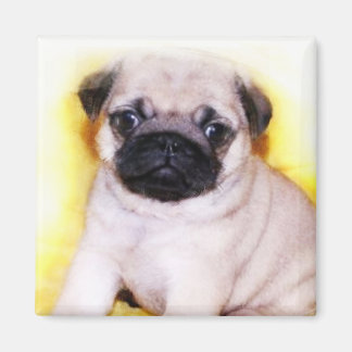 Imán Pug Puppy
