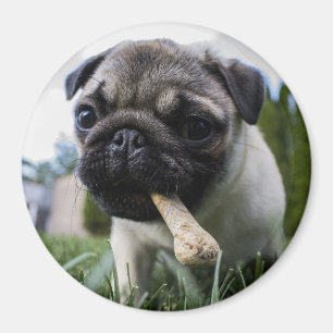 Imán Pug Puppy