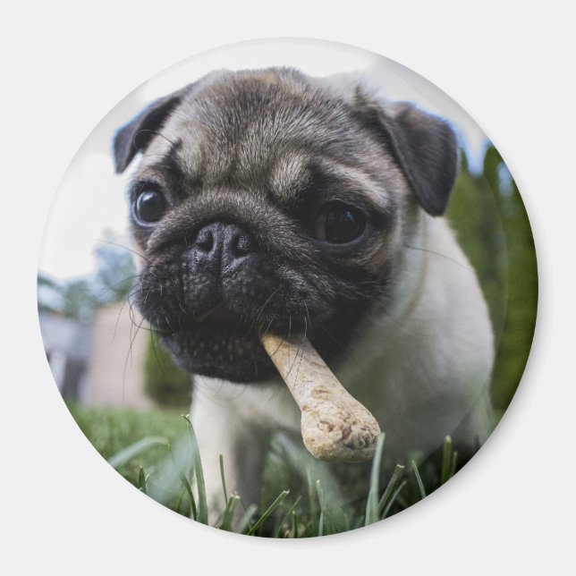 Imán Pug Puppy (Frente)