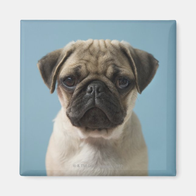 Imán Pug Puppy Con Fondo Azul (Frente)