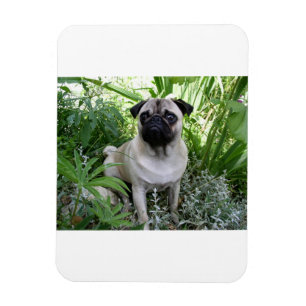 Imán pug sentado