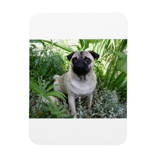 Imán pug sentado (Vertical)
