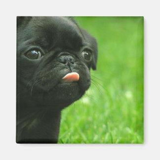 Imán Pug Square Magnet