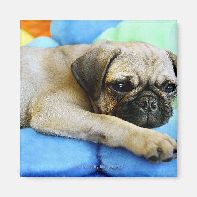 Imán Pug tendido sobre almohadas (Frente)