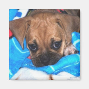 Imán Puggle