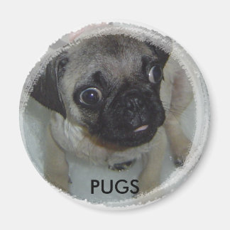 Imán Pugs