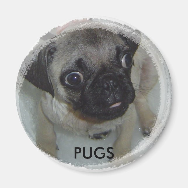 Imán Pugs (Frente)