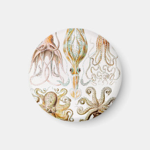 Imán Pulpo Calamar, Gamochonia por Ernst Haeckel