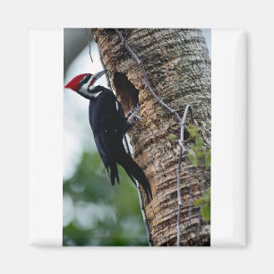 Imán Pulsación de corriente de Pileated