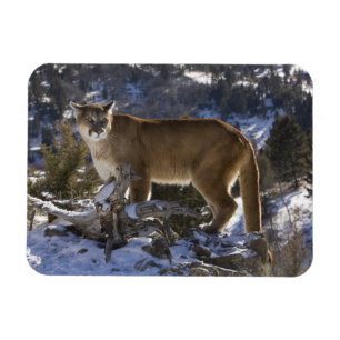 Imán Puma