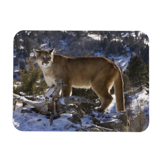Imán Puma (Horizontal)