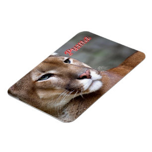 Imán Puma argentina -