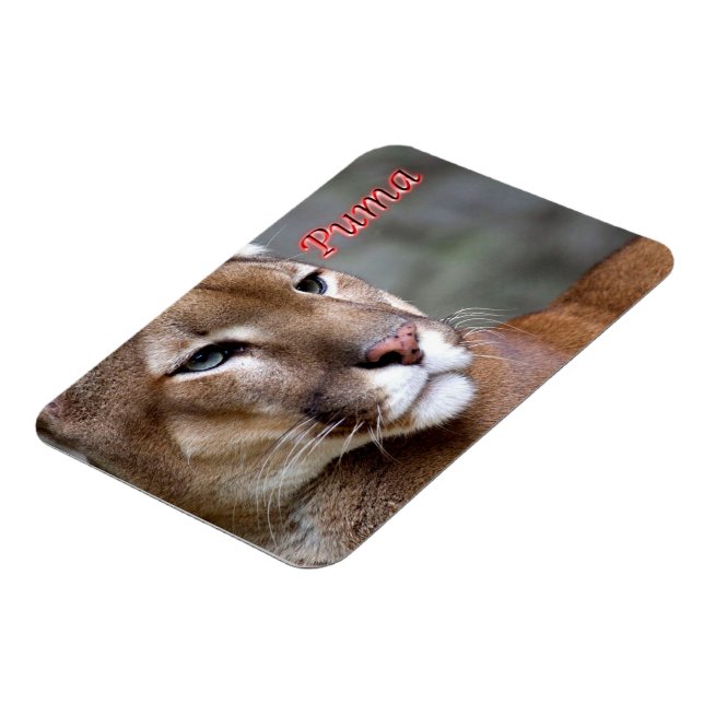 Imán Puma argentina - (Lado Izquierdo)