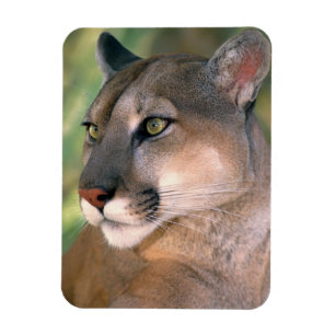 Imán Puma, California