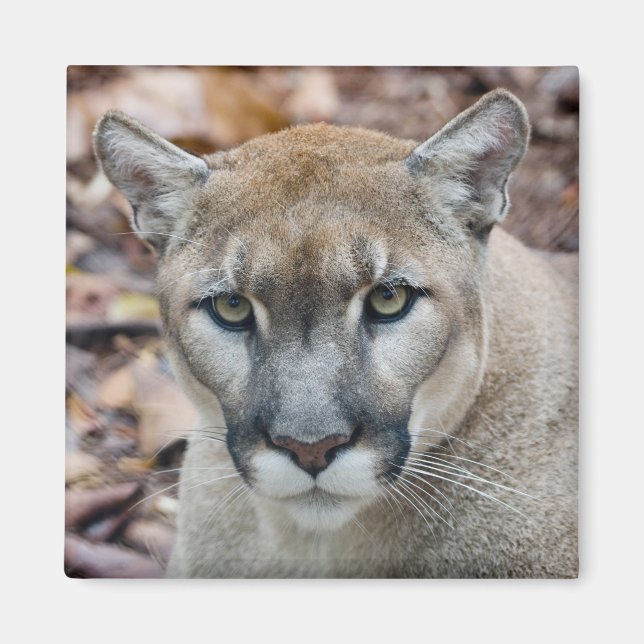 Imán Puma, león de montaña, pantera de Florida, Puma (Frente)