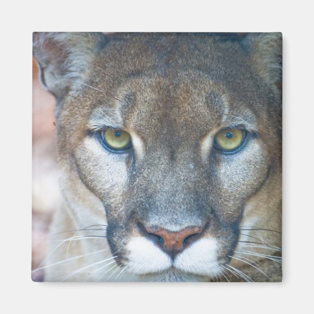 Imán Puma, león de montaña, pantera de Florida, Puma (Frente)