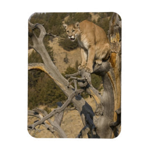 Imán Puma, también conocido como puma, león de montaña;