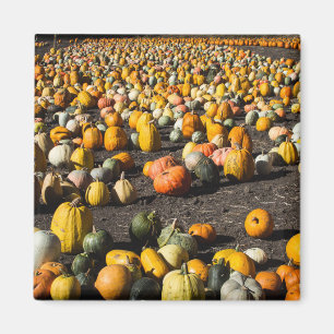 Imán Pumkins