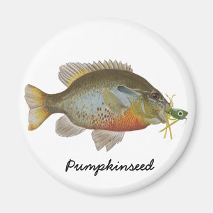 Imán Pumpkinseed