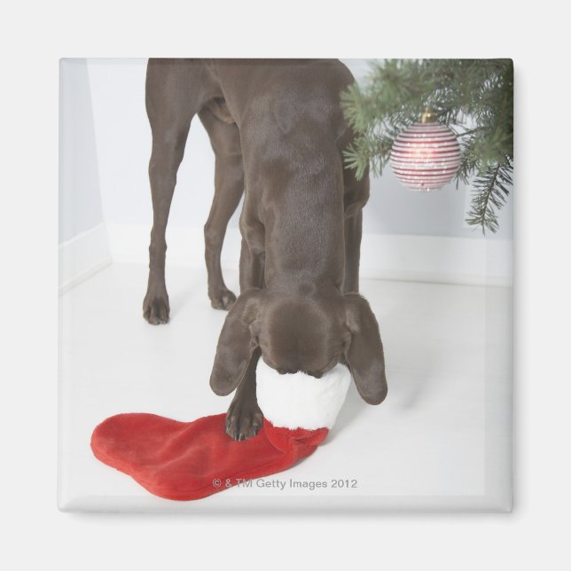 Imán Puntero de pelo corto alemán pegando hocico (Frente)