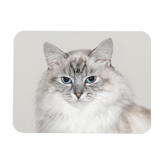 Imán Punto azul Gato himalayo (Horizontal)
