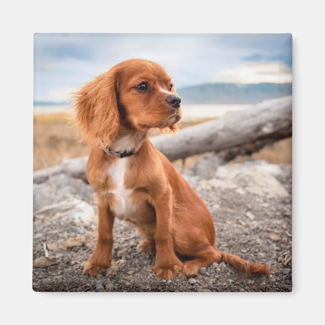 Imán Pup On Vacation Magnet (Frente)