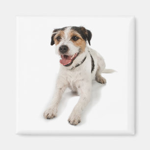 Imán puppie