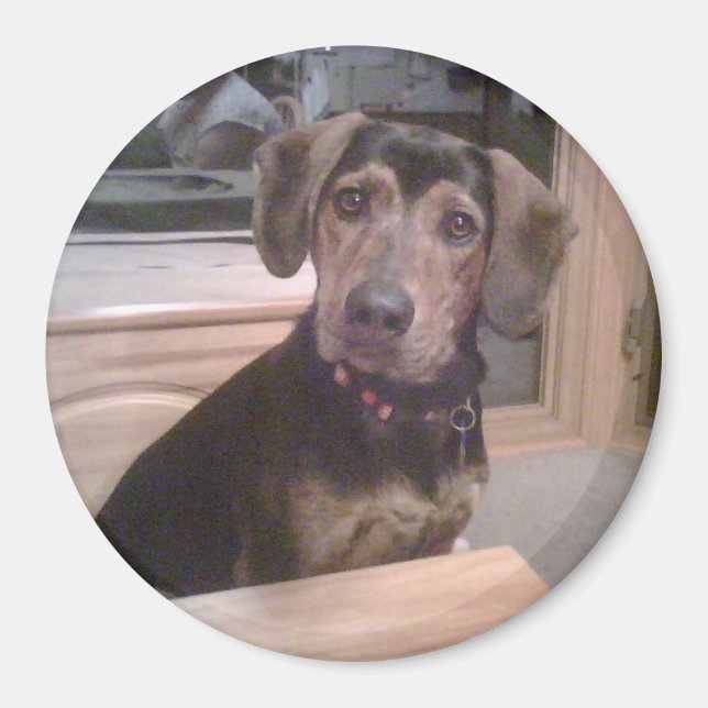 Imán Puppy Gaze Magnet (Frente)