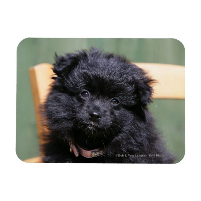 Imán Puppy negro (Horizontal)