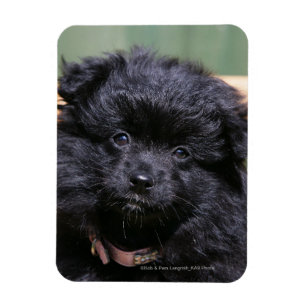 Imán Puppy negro